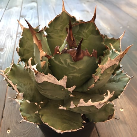 agave     titanota《L  size》