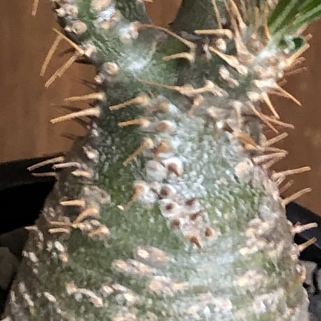 pachypodium gracilius《大きめS size》希少green肌※現地球発根後店主国内管理2年株※グリーン肌のかわいい手乗りグラキ※mad black pot植え