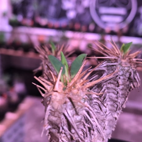 euphorbia  guillauminiana《S size》※現地球発根済株※小振りでも現地球株らしい表皮質のwildさ＆美しさの二面性持つ一株※mad black pot植え