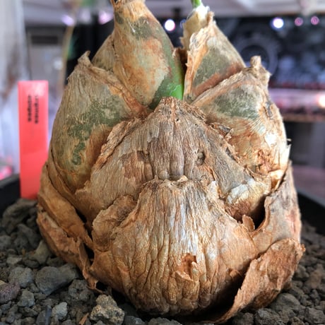 urginea epigea《L size》※現地球株発根済※丸み強くとびきり整ったぼってり樹形の大株‼︎開花時もゴージャスで魅力的なエピゲア※black bowl pot植え