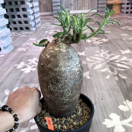 packypodium  succulentum《L L size》希少size‼︎大株！！