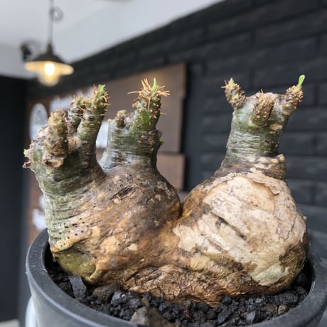 pachypodium gracilius《大きめS size》希少green肌&まん丸W-he'd株※現地球発根後店主国内管理3年株※愛くるしい球体&B面現地焼け※mad black pot植え