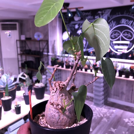 pseudbombax   ellipticum《M size》