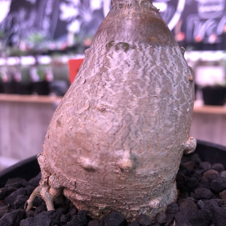 packypodium  succulentum《大きめS size》現地球発根済株‼︎※既にミニチュアにしただけの良き装い‼︎※mad black pot植え