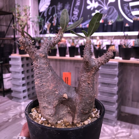 packypodium    cactipes《M size》発根済み株‼︎良い感じの窪みを持つニ分頭株‼︎