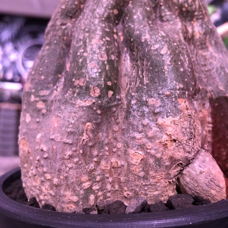 momordica  rostrata《L  size》※株元は充分に木質化したbalance&良きサイズ感なロストラータ希少株‼︎※mad black pot植え