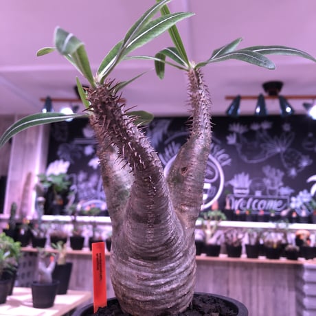 pachypodium  gracilius《M size》※現地球株  発根済み株‼︎  （限定1株）バランスの取れた手乗りサイズ　※mad black pot植え