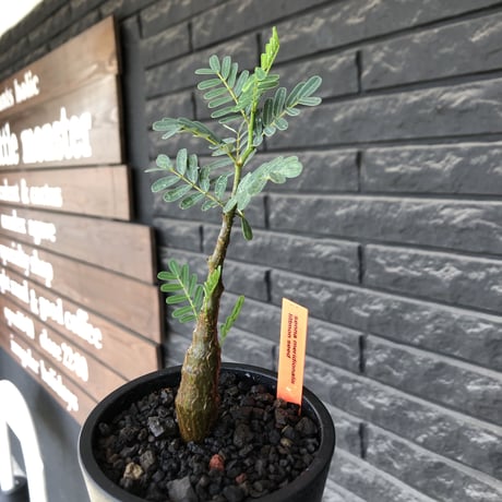 senna  meridionalis《 大きめS size》littmon seed🌱※株元も太く育ち更なる成長が楽しみな良樹形センナ※mad black pot植え