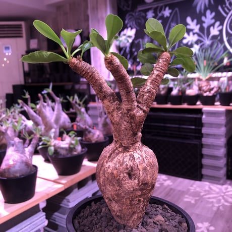 euphorbia   subapoda《大きめM size 》特化した肌質＆ぼってり樹形且つ、株元の四つ穴が堪らないスバポダ※mad black pot植え
