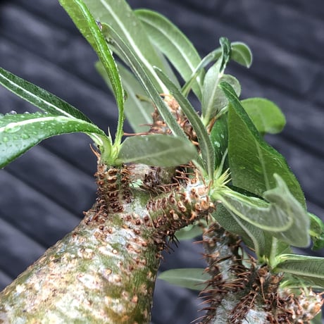 pachypodium gracilius《大きめS size》希少一部green肌&W-he'd株※現地球発根後店主国内管理2年株※霜降り迷彩柄の良樹形株※mad black bowl pot植え