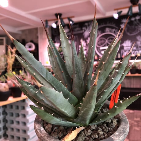 agave    utaensis  var, eborispina《大きめM size》※発根済株※良balance＆美しいエボリスピナ※陶器鉢植え