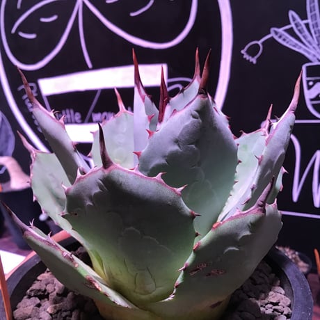 agave  parryi  var,huachucensis（M size）※女性にも人気agave‼︎※mad black pot植え