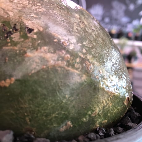 packypodium  gracilius《L size》激希少green肌※現地球発根済株※大きなパパイヤみたく激ぼってり樹形にウェイト低き良き装い※mad black bowl pot植え