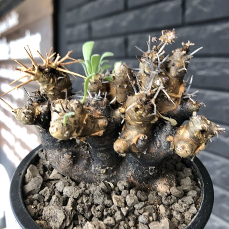 othonna  euphorbioides《大きめM size》※現地球発根後店主国内管理5年株※weight低く極めて短枝&枝数も多くボコボコ立体両A面樹形※mad black pot植え