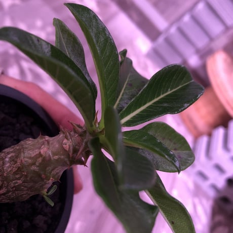 packypodium  windsori i《S size》 発根済み株 ※（限定①株）  ※mad  black  pot植え