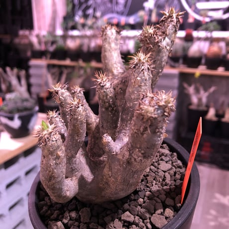 packypodium brevicalyx《大きめS size》激希少‼︎※現地球発根済株※流通しない山獲りモノ！枝のみ展開する樹形‼︎カリックスらしさ感じる激レア株※mad black pot植え