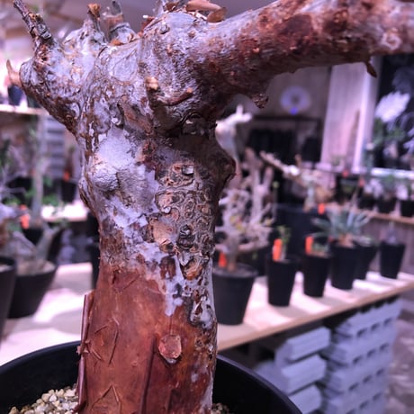 commiphora   orbicularis《 M  size》発根済み株！剪定済み‼︎※balance良きコミフォラ希少種‼︎赤肌オルビクラリス‼︎※激オススメ株‼︎※限定2株‼︎