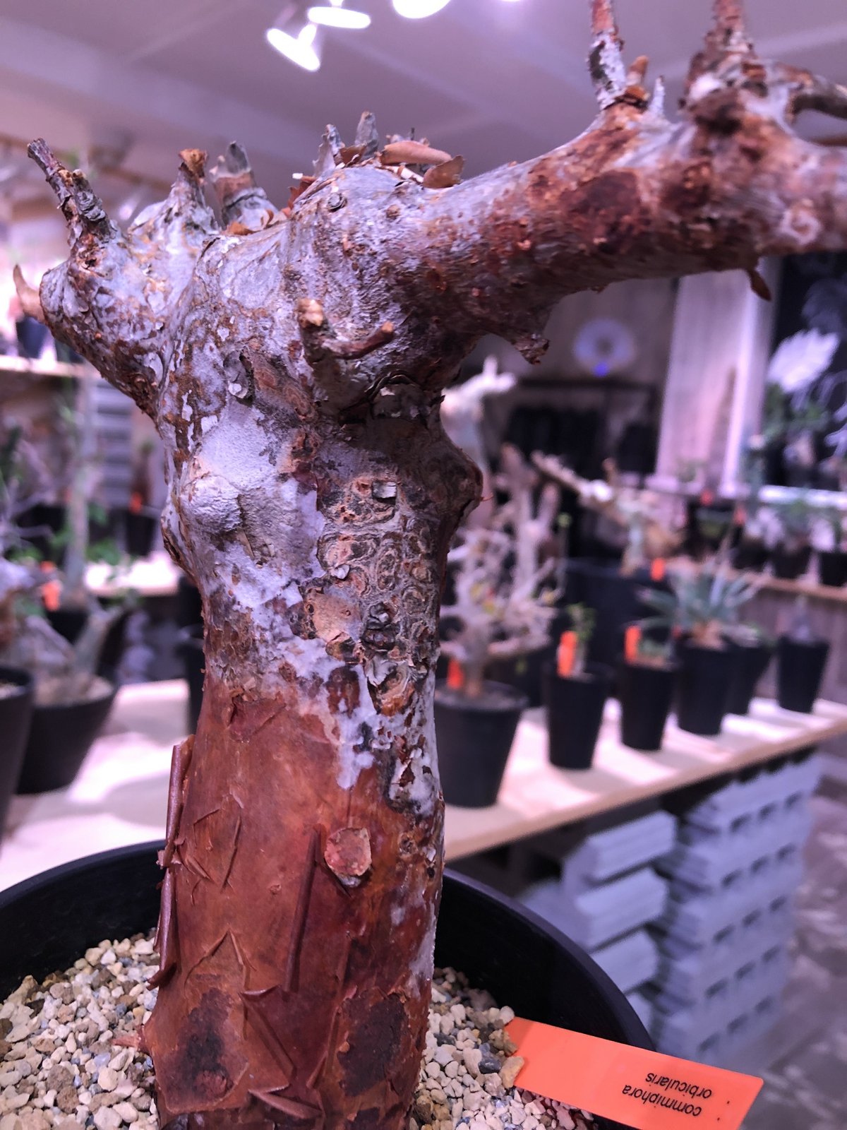 M*E様 【発根済・3.5号サイズ】短葉陽炎ワイルド株！！エボリスピナ/鉢ごと発 commiphora orbicularis《 M size》発根済み株！剪定済み‼︎※