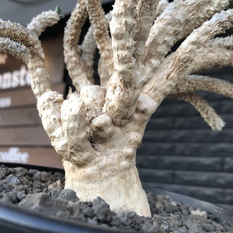 euphorbia tulearensis《 LL size》大株※現地球発根後店主国内管理4年株※驚愕‼︎希少性激高塊根ユーフォルビア‼︎big塊根&躍動枝振り※mad black pot植え