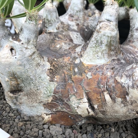 pachypodium brevicalyx 《XL size》※現地球株発根済※bigサイズ‼︎低重心半端なき枝振りも堪らない※brown marble bowl pot植え