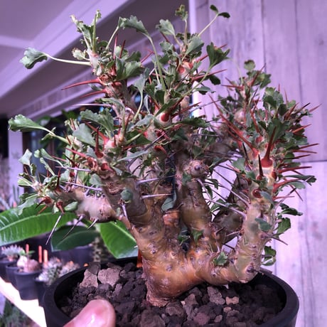 sarcocaulon   crassicaule《L  size》※冬型caudex‼︎   ※mad  black  pot植え