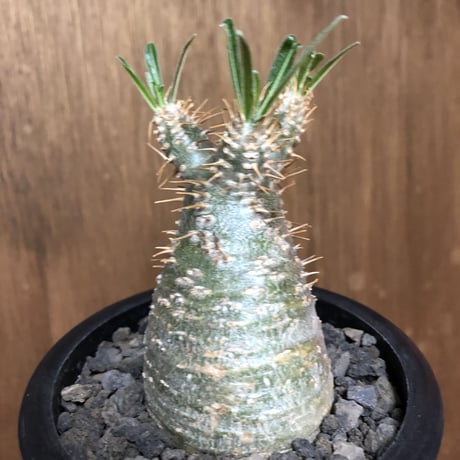 pachypodium gracilius《大きめS size》希少green肌※現地球発根後店主国内管理2年株※グリーン肌のかわいい手乗りグラキ※mad black pot植え