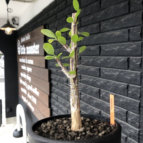 fouquieria  macdougalii《L size》驚愕‼︎極太株※現地球発根後店主国内管理4年株※株元&幹共に太く‼︎良い出立ちな一株‼︎※mad black bowl pot植え