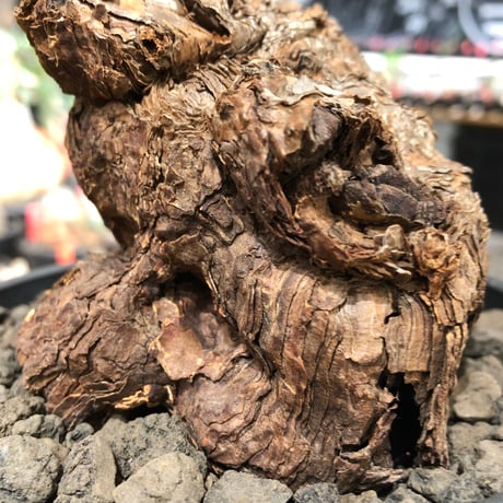 pelargonium  triste《XL size》※現地球株発根済※とびきり巨岩のトリステ‼︎更に丸みも強く伸びておらず良樹形な一株‼︎※black bowl pot植え