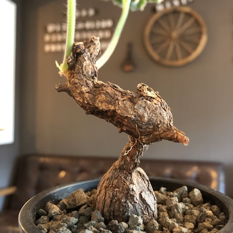 pelargonium lobatum《L  size》※現地球発根済株※店主国内管理6年株※個体差として大変特化した樹形の持ち主‼︎ロバツムにしてはbig株※mad black pot植え