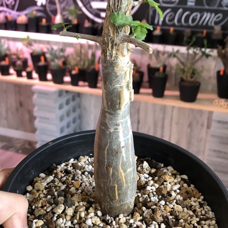 bursera  fagaroides《L size》