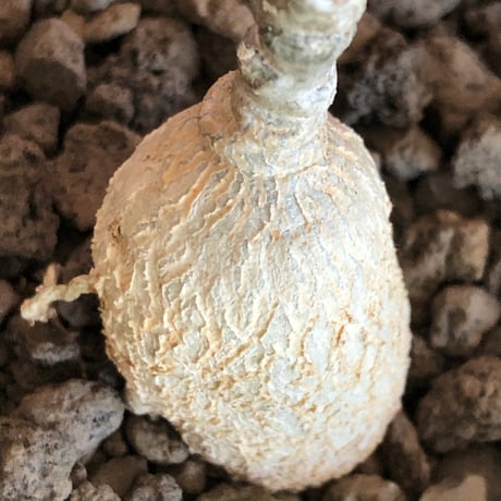 euphorbia waringiae《M size》※現地球株発根済※ぽっこりと丸みある塊根にギザギザ葉が相まって堪らなくかわいい一株※black bowl pot植え