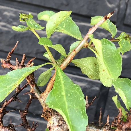 commiphora eminii《大きめLL size》※現地球発根後店主国内管理4年株※幹枝共太く‼︎大きくwildな全貌‼︎棘感&枝振り堪らない佇まい※mad black bowl pot植え