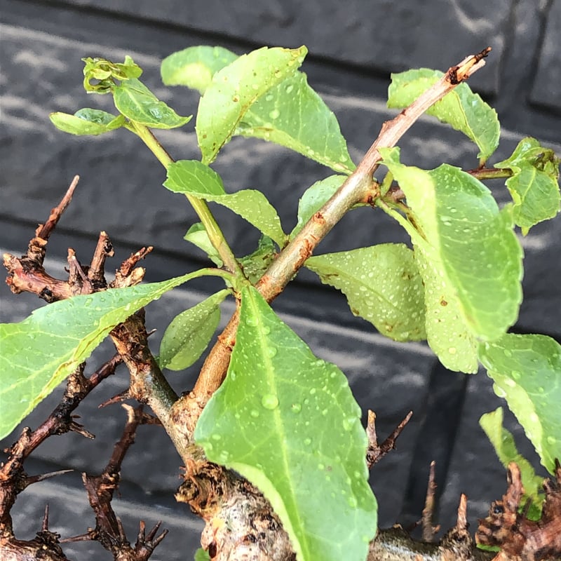 commiphora eminii《大きめLL size》※現地球発根後店主国内管理4