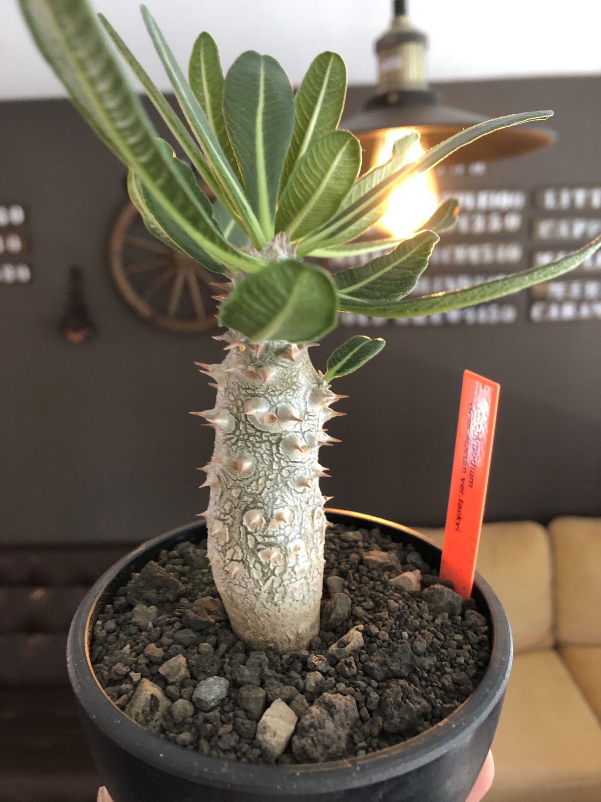 pachypodium tackyi《M size》希少種※littmon seed 4年株※ pachypodium tackyi《M size》希少種※littmon seed 4年株※