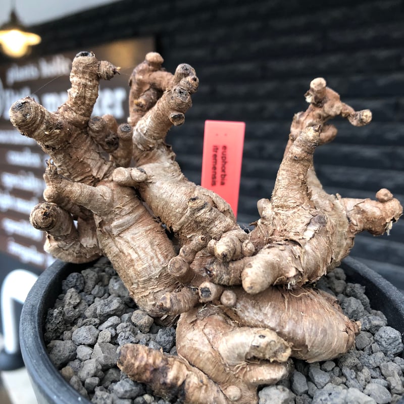 【現地球／発根済】ユーフォルビア　イトレメンシス　ODDROOTS管理株 euphorbia itremensis《L size》※現地球株発根済②※大きめ且つバランス