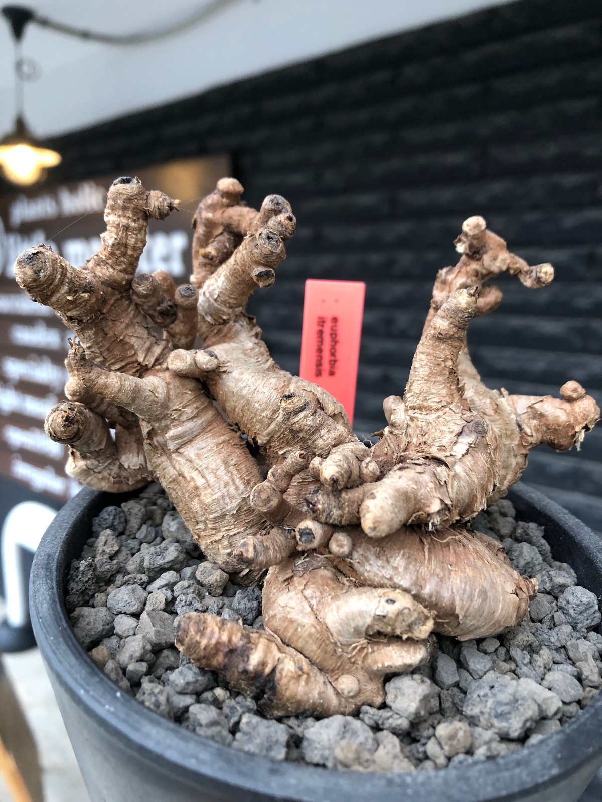 euphorbia itremensis《L size》※現地球株発根済②※大きめ且つバランス