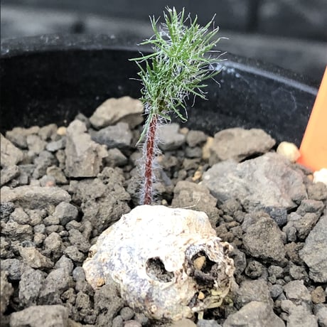 eriospermum dregei《M size》驚愕‼︎冬型激希少種※現地球発根後店主国内管理5年株※まず出回らない現地球株‼︎ビッグサイズ立体塊根＆極美しい葉※mad black pot植え