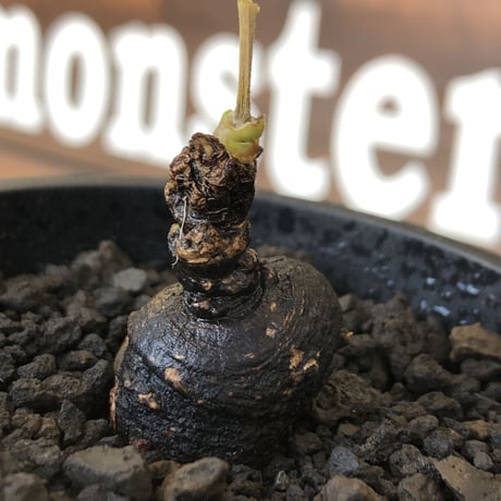 monadenium discoideum《M size 》※現地球株発根済※激希少種‼︎ツルツルブラック肌&葉とのcontrastも美しすぎる一株※mad black pot植え