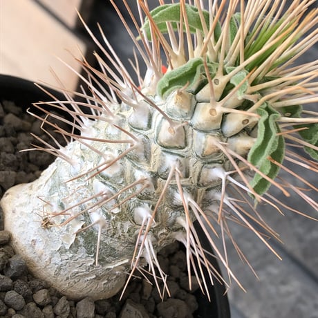 pachypodium  namaquanum 光堂《L size》littmon seed🌱※激希少‼︎ぼってり大きめ光堂‼︎時間かけ大切に育てた渾身の一株※mad  black pot植え