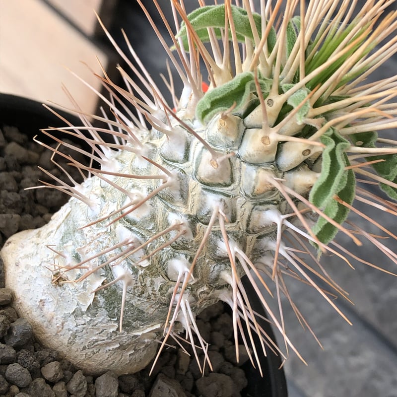 pachypodium namaquanum 光堂《L size》littmon seed🌱