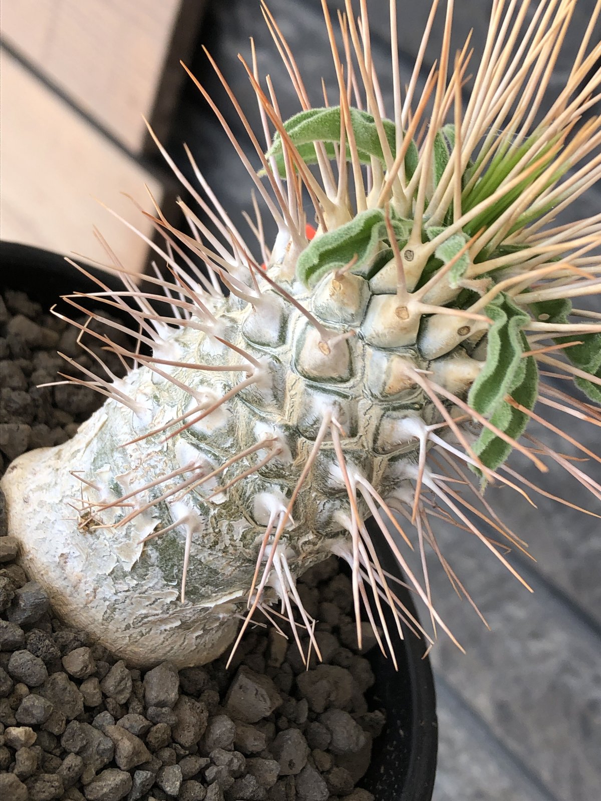 pachypodium namaquanum 光堂《L size》littmon seed🌱 pachypodium namaquanum 光堂《L size》littmon seed🌱