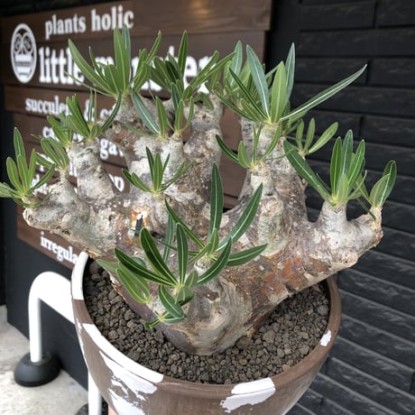 pachypodium brevicalyx 《XL size》※現地球株発根済※bigサイズ‼︎低重心半端なき枝振りも堪らない※brown marble bowl pot植え