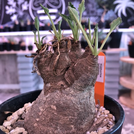 euphorbia    fish bone《M size》