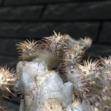 pachypodium brevicalyx《L size》希少‼︎白肌株※現地球発根後店主国内管理6年株※低重心&ゴツゴツ樹形の抜群な装いに美しい白肌が堪らない※mad black pot植え