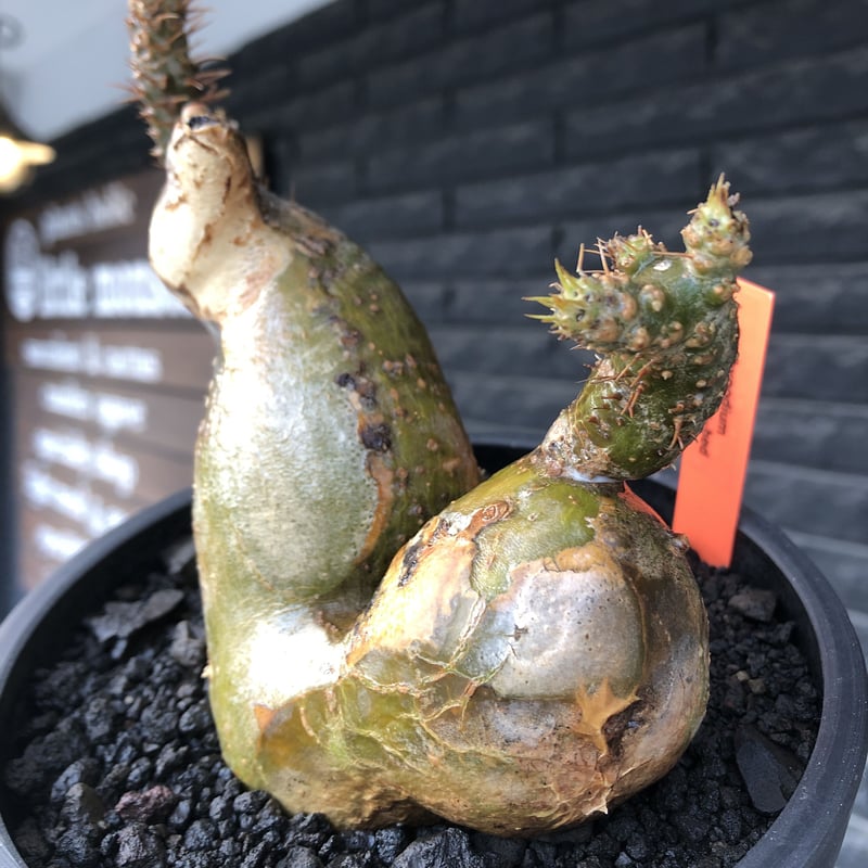 pachypodium gracilius《小さめL size》希少‼︎極green＆現地焼け