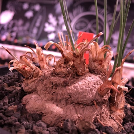 calibanus hookeri（大きめM size）※現地球発根済株※店主国内管理5年株※大変育てやすく地植えも可能な強靭フーケリー‼︎※mad black pot植え