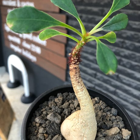 euphorbia ramena《M size》※現地球株発根済※ぽっこり丸み強き株元＆絶妙に捻くれた枝振りバランスが愛らしいラメナ※black bowl pot植え
