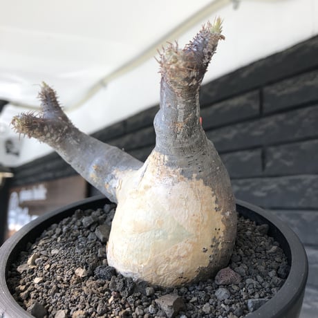 pachypodium gracilius《大きめM size》※現地球発根後店主国内管理4年株※絶妙な捻くれbalance&大きなポケットを持つトトロ樹形※mad black bowl pot植え