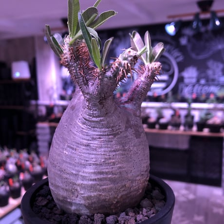 pachypodium  gracilius《M size》極短枝＆ぼってり樹形※現地球発根済株※店主国内管理3年株※美肌でとびきりぼってりなbalance良き一株※mad black pot植え