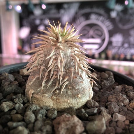 packypodium  eburneum《S size》※現地球発根済株※とてもかわいいサイズ感でありながら、やはり現地球株の装い‼︎※mad  black  bowl pot植え